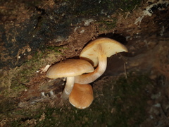 Gymnopilus allantopus