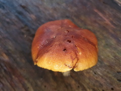 Gymnopilus allantopus