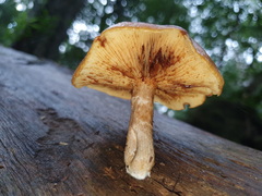 Gymnopilus allantopus