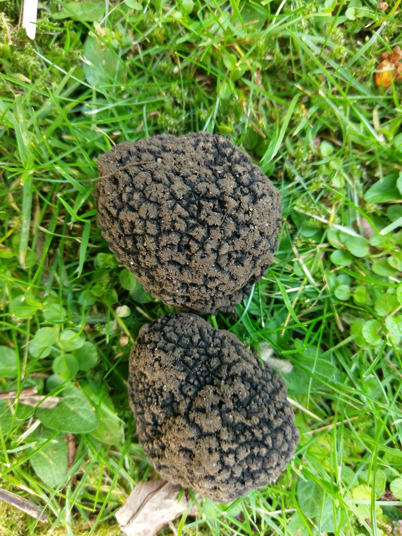 Tuber aestivum