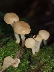 Vibrissea dura