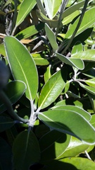 Pachystegia insignis