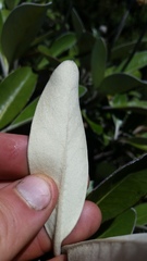 Pachystegia insignis