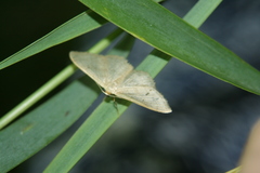 Idaea straminata