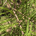 photo of Pondcypress (Taxodium ascendens)