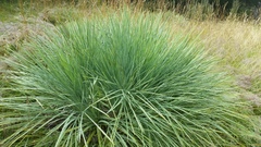 Aciphylla glaucescens