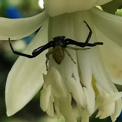 Misumenoides formosipes