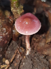 Thaxterogaster submagellanicus