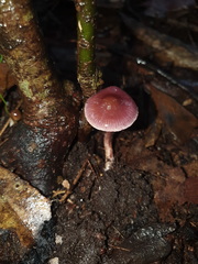 Thaxterogaster submagellanicus