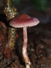 Thaxterogaster submagellanicus