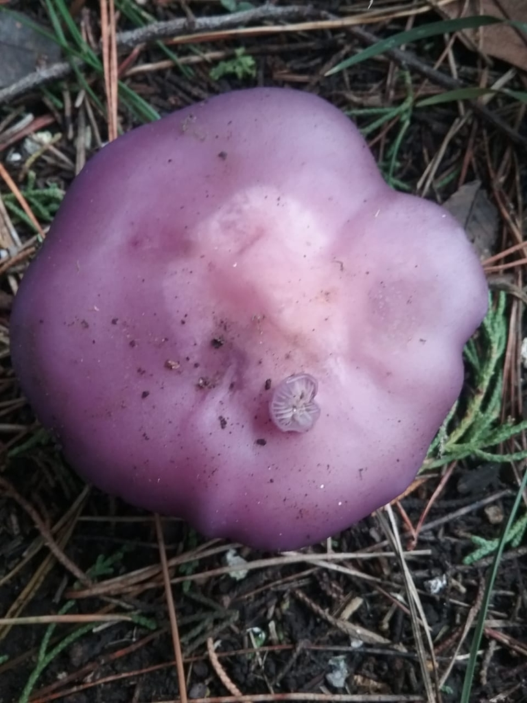Collybia nuda · July 2021 · photo: © mirkoduimich (iNaturalist, cc-by-sa)