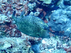 Acanthostracion polygonium