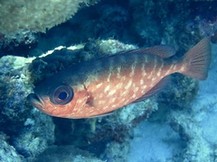 Heteropriacanthus cruentatus
