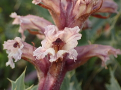 Orobanche amethystea