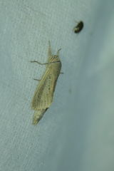 Phragmataecia castaneae