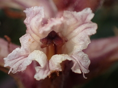 Orobanche amethystea