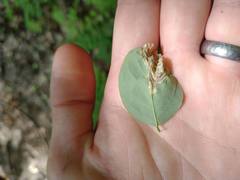 Agromyza soka