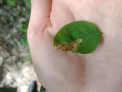 Agromyza soka