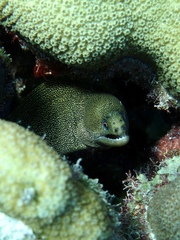 Gymnothorax miliaris