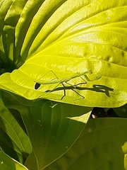 Tenodera sinensis