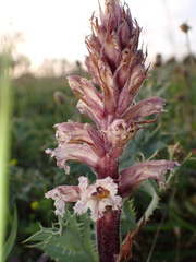 Orobanche amethystea