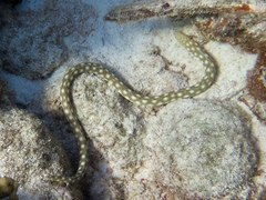 Myrichthys breviceps