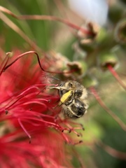 Anthophora quadrimaculata