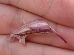 Orobanche amethystea