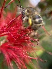 Anthophora quadrimaculata