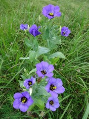 Eustoma russellianum