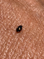 Hyperaspis quadrioculata