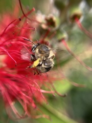 Anthophora quadrimaculata