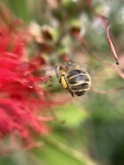 Anthophora quadrimaculata