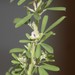 Perennial Lespedeza - Photo (c) Ian McMaster, some rights reserved (CC BY-NC), uploaded by Ian McMaster