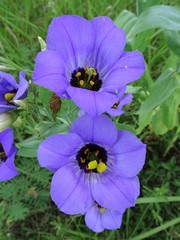 Eustoma russellianum