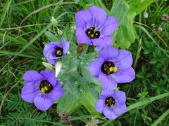Eustoma russellianum