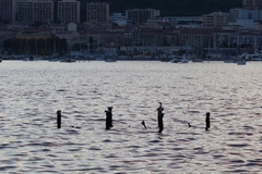 Gulosus aristotelis desmarestii