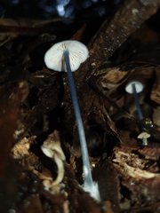Entoloma albidocoeruleum