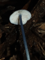 Entoloma albidocoeruleum