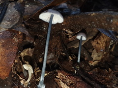 Entoloma albidocoeruleum