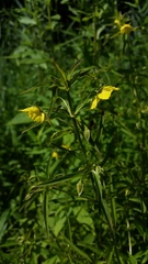 Lysimachia hybrida