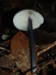 Entoloma albidocoeruleum