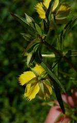 Lysimachia hybrida