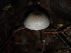 Entoloma albidocoeruleum