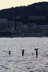 Gulosus aristotelis desmarestii