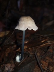 Entoloma albidocoeruleum