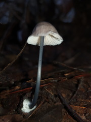 Entoloma albidocoeruleum