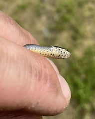 Diadophis punctatus stictogenys