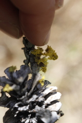 Vulpicida canadensis