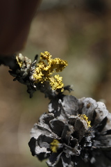 Vulpicida canadensis